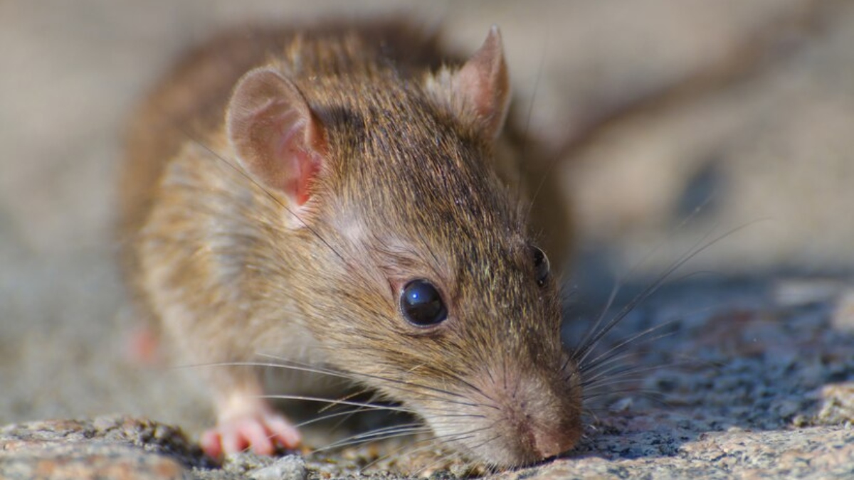 7-spiritual-meaning-of-seeing-a-mouse-in-your-house